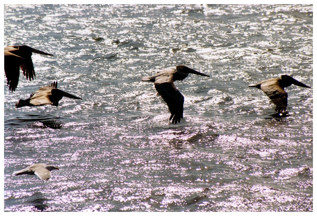 15 - Monterey Bay (2).jpg